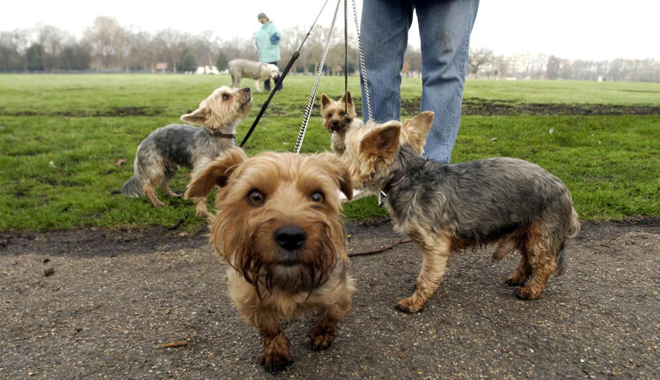 Walking dogs is just one of the gigs you can pick up through traditional means, or via one of the apps below. (Evening Standard)