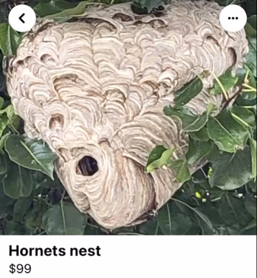 $99 hornet's nest