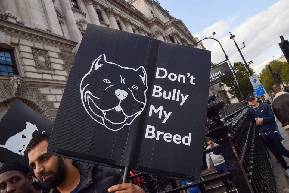 LONDON, UNITED KINGDOM - 2023/09/23: A protester holds a placard which states 'Don't bully my breed' during the demonstration in Parliament Square. Dog owners and supporters marched in Westminster in protest against the American Bully XL ban. The breed of dog is set to be banned in the UK following a series of attacks on people. (Photo by Vuk Valcic/SOPA Images/LightRocket via Getty Images)