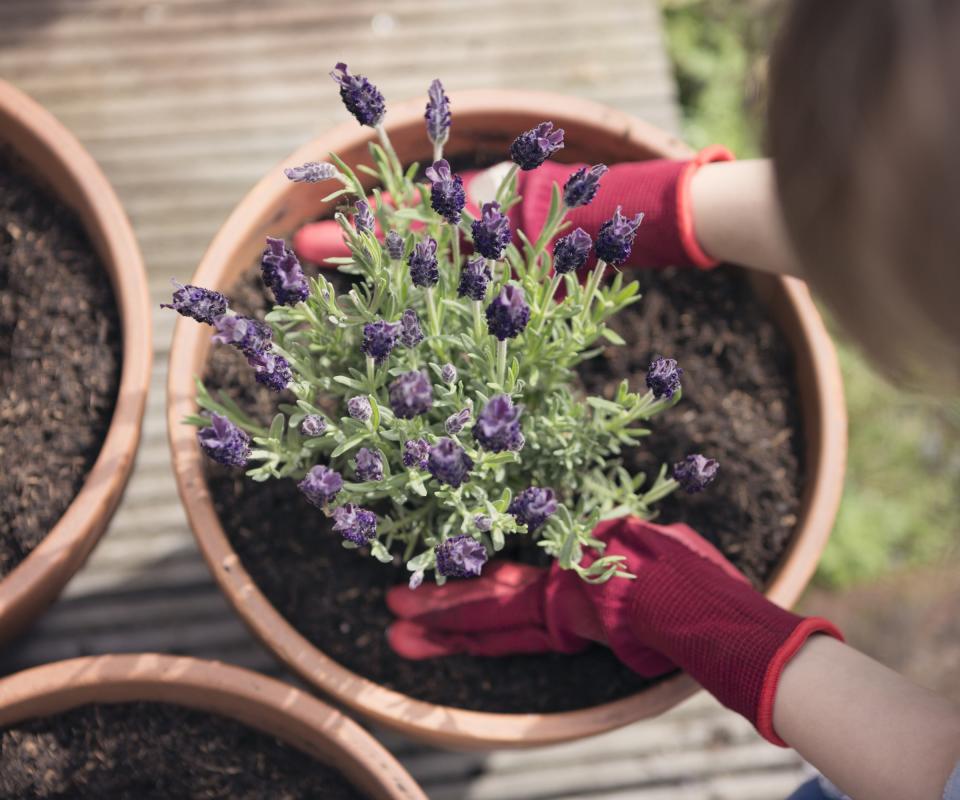 Lavender being planted in a pot