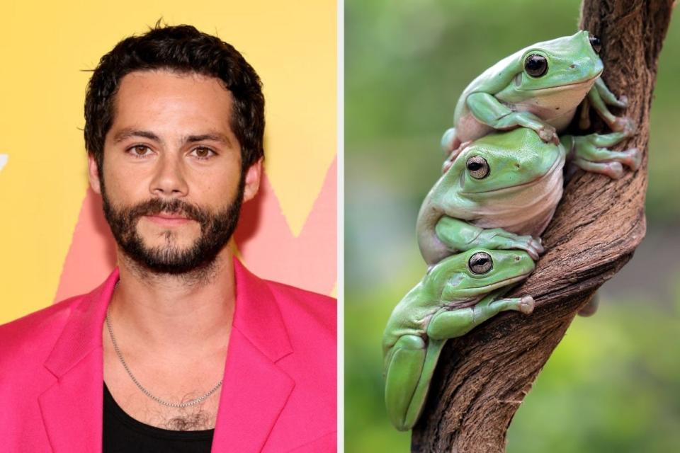 On the left, Dylan O'Brien, and on the right, three frogs huddles on a tree branch