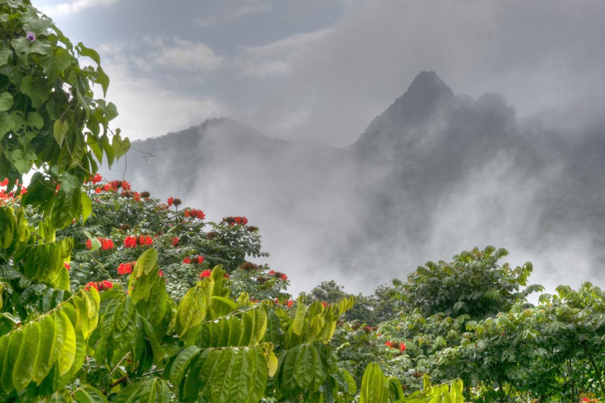 el yunque rainforest