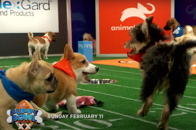 <p>WBD US Nets Press</p> A sneak peek at Puppy Bowl 2024, which airs on Sunday, Feb. 11