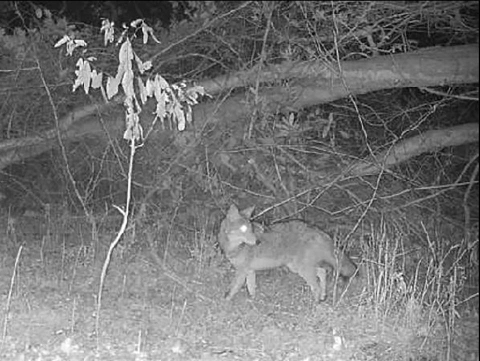 This coyote was caught on a trail cam in a backyard on Old Vanceboro Road near Bridgeton in January. [Contributed by Alton White]