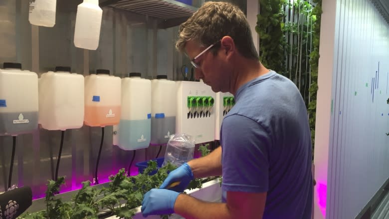 Tiny farm grows giant crop in old Dartmouth shipping container