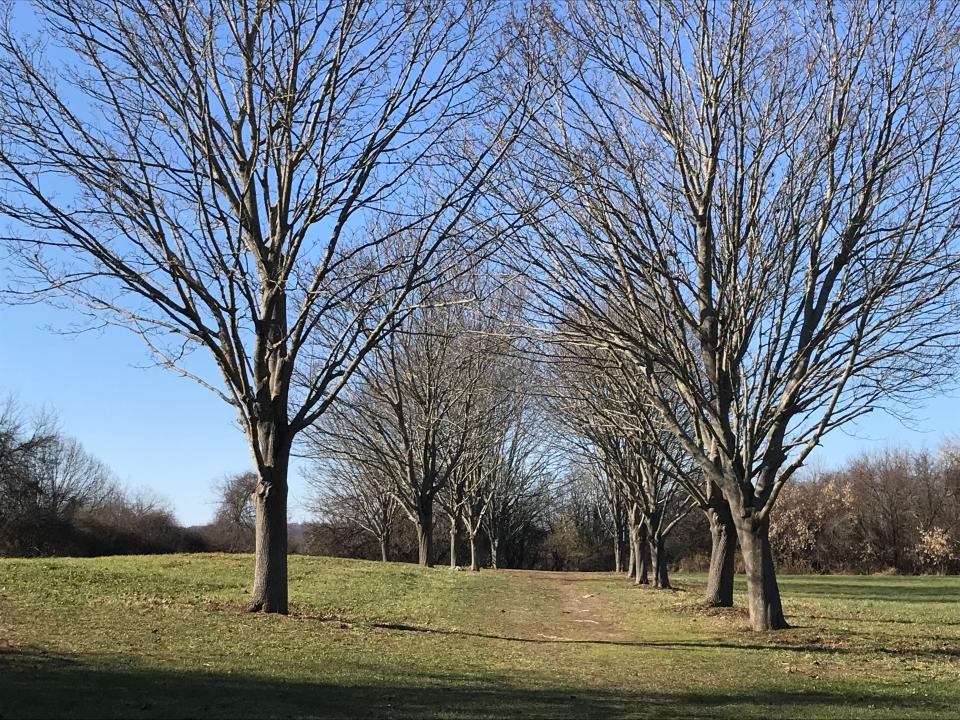 A wide, easy path runs along across a ridgeline lined with a tunnel of trees.