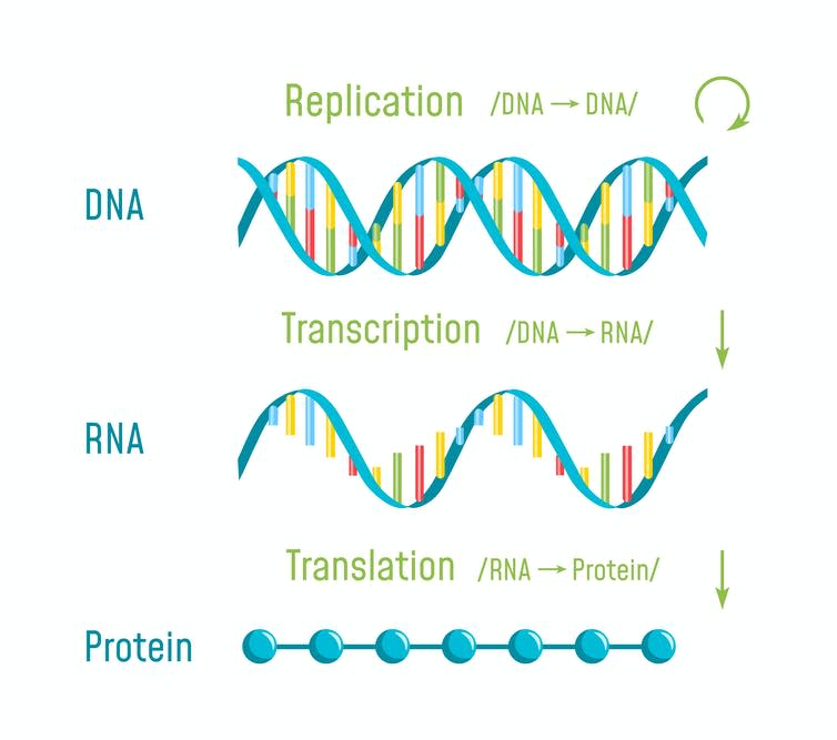 The process of turning DNA into RNA and into protein.