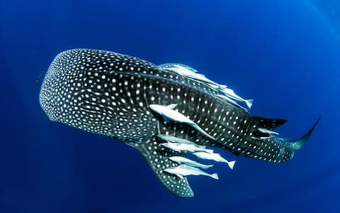 A whale shark swimming with its young - Credit: Simon J pierce