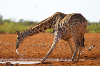 <p>A giraffe pulls away from drinking at a watering hole after the clicks of a camera frighten the tall mammal, in the Dolomite section of Etosha National Park in Namibia. (Photo: Gordon Donovan/Yahoo News) </p>