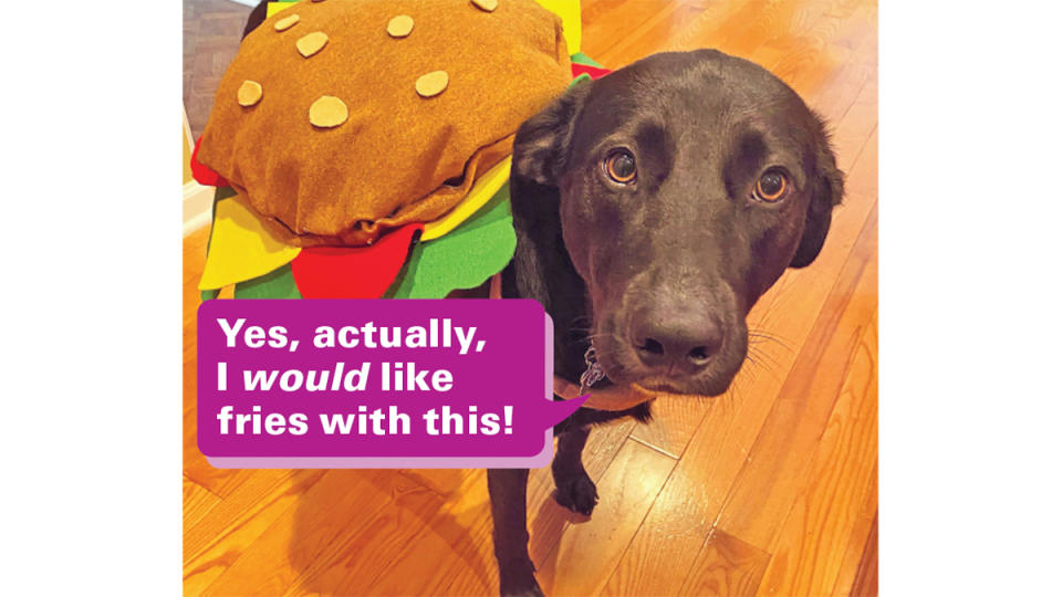Funny photos: Dog in hamburger costume with caption, 
