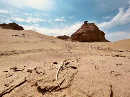 Xinjiang desert (Eastern Grace)