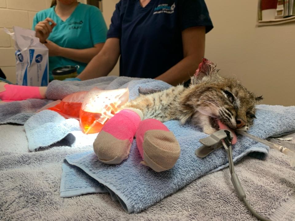 This Oct. 20, 2020 photo provided by the San Diego Humane Society shows the San Diego Humane Society medical team after treating a young bobcat with severely burnt paws at the San Diego Humane Society's Ramona Wildlife Center in Ramona, Calif. The young bobcat that was badly burned in a Southern California wildfire has been returned to its native habitat and will be released back into the wild. The San Diego Humane Society says the 7- to 9-month-old female was picked up on Tuesday, Dec. 1, 2020 from Ramona Wildlife Center and taken to an area near the site of the El Dorado Fire that has abundant food and water sources. (San Diego Humane Society via AP)