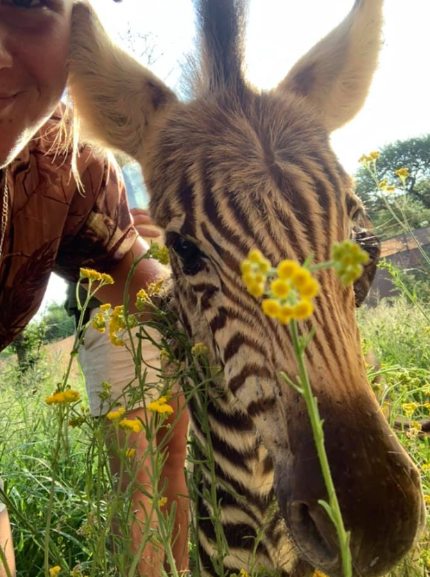 The young woman's last social media post with a zebra is pictured. Source: Swane van Wyke/Facebook