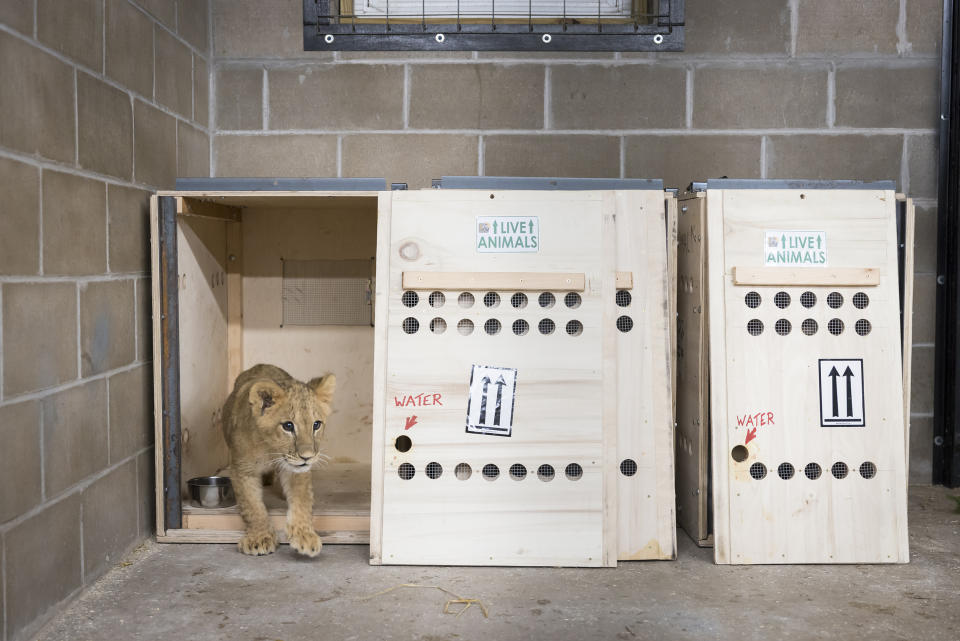 One of the cubs emerges from his transport crate at The Wildlife Sanctuary. (Julia Cumes / Photo: Julia Cumes / © IFAW)