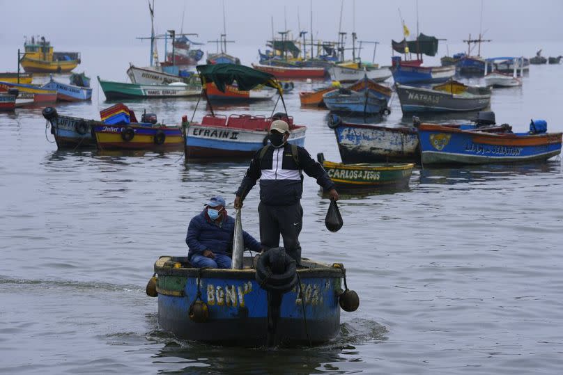 A fisherman holds a fish he caught in waters contaminated with oil from a spill, in Ancon, January 2022