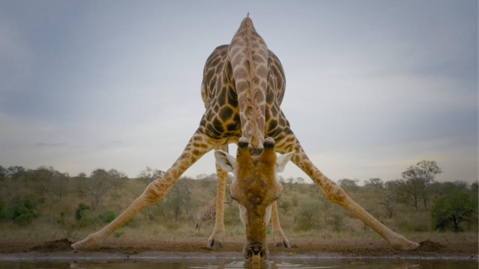 Big Beasts Documentary on Apple TV+