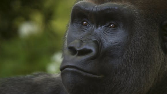 A gorilla.