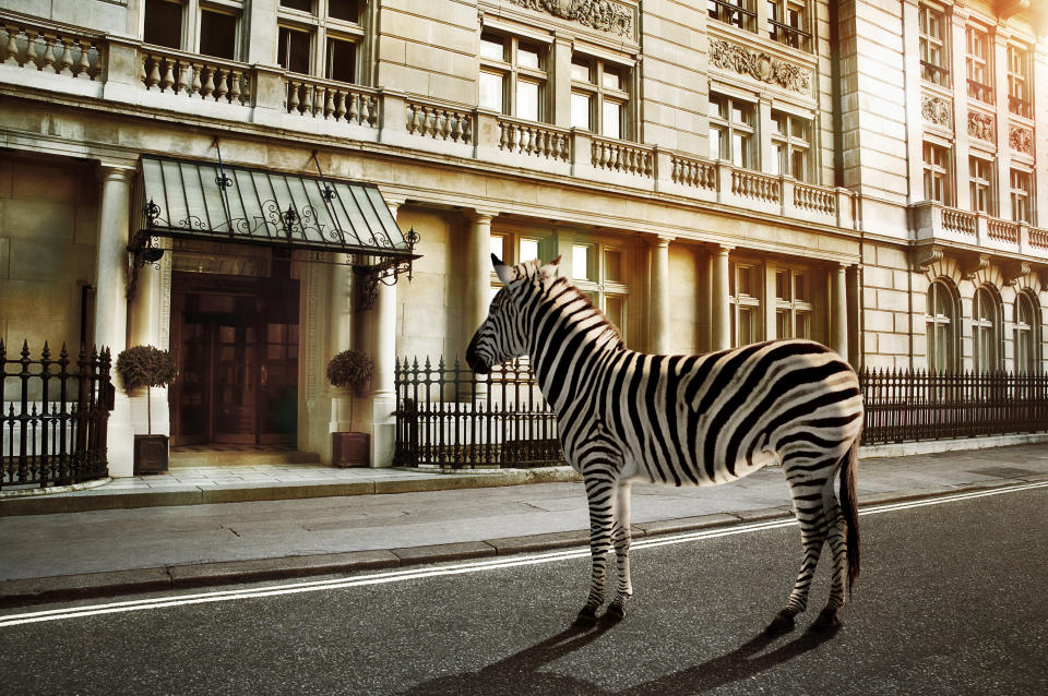 Ein Zebra in einer Stadt sind ein paar Zebrastreifen zu viel. (Symbolbild: Getty Images)