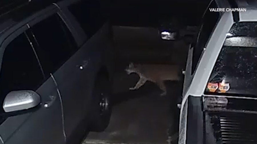 Mountain lion seen prowling streets in Southern California