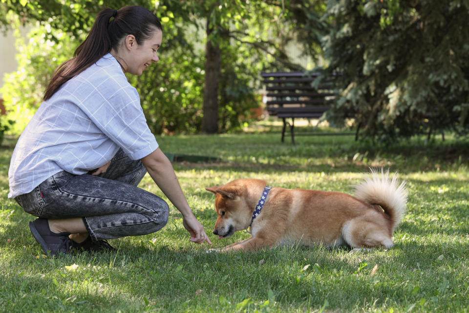 A red Shiba Inu playing with its owner at the summer park