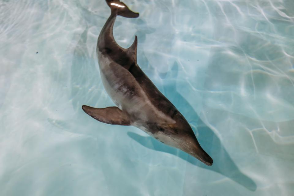 Officials said a dolphin is recovering at a Florida aquarium after being found stranded off the coast last week.