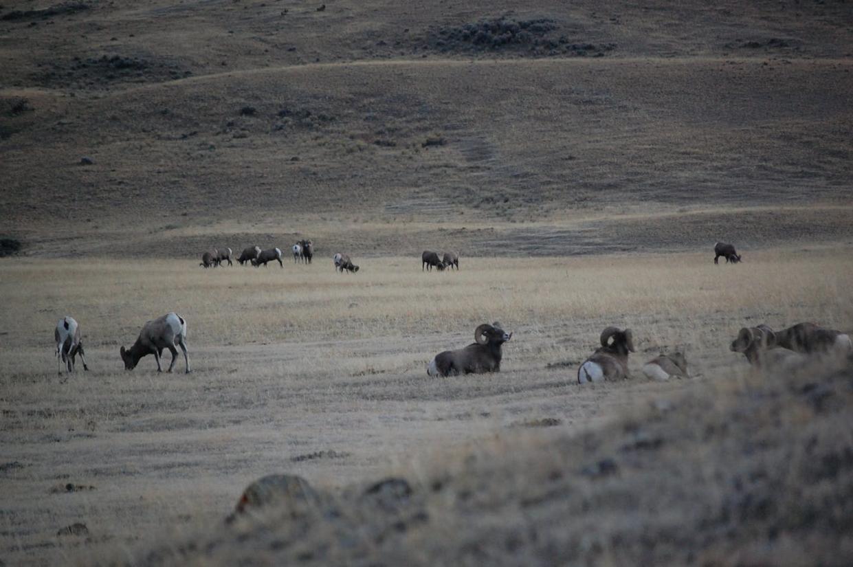 <span class="caption">Bighorn sheep on grassland in Yellowstone National Park, Wyoming.</span> <span class="attribution"><span class="source">Joel Berger</span>, <a class="link " href="http://creativecommons.org/licenses/by-nd/4.0/" rel="nofollow noopener" target="_blank" data-ylk="slk:CC BY-ND;elm:context_link;itc:0;sec:content-canvas">CC BY-ND</a></span>