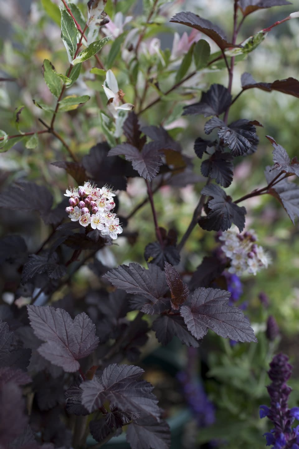 Physocarpus diabolo, Diabolo Ninebark