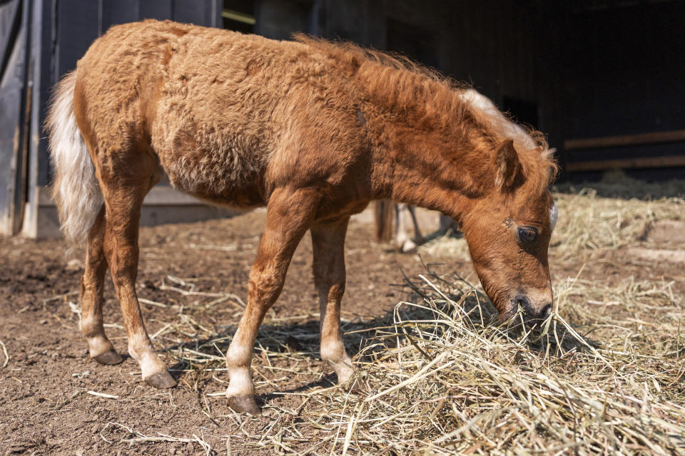 A miniature horse feeds on straw at Seven Oaks Farm, owned by Lisa Moad, on Tuesday, Aug. 6, 2024, in Hamilton, Ohio. (AP Photo/Emilee Chinn)