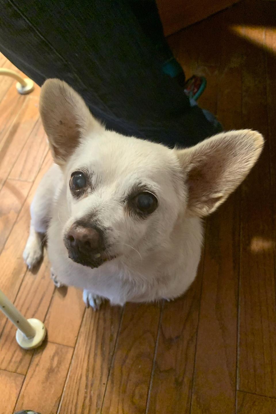 23-YEAR-OLD SPIKE IS THE WORLD’S OLDEST DOG . The 12.9lb Chihuahua mix from Ohio is officially world's oldest dog