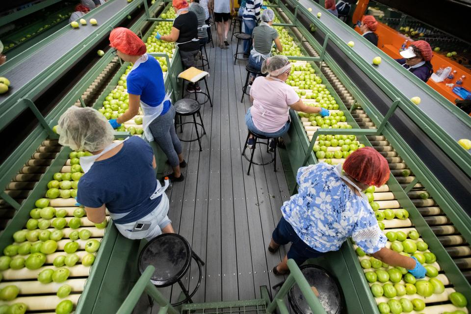 Hundreds of workers sort and package thousands of tomatoes during a shift at Quincy Tomato Company on Monday, June 12, 2023. Graves Williams, owner of Quincy Tomato Company, said his business couldn’t operate without immigrant laborers.