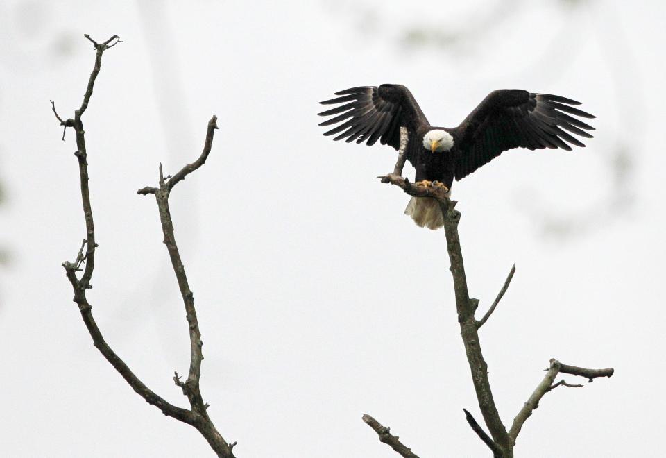 A bald eagle lands on a branch at the Cuyahoga Valley National Park in Brecksville, Ohio, on May 1, 2012.