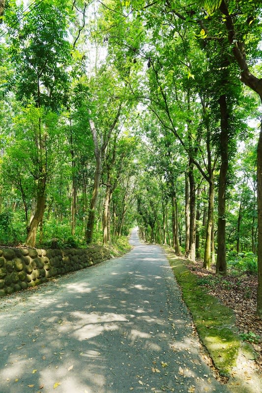 川文山森林生態保育農場。   圖：台南市政府觀光旅遊局/提供