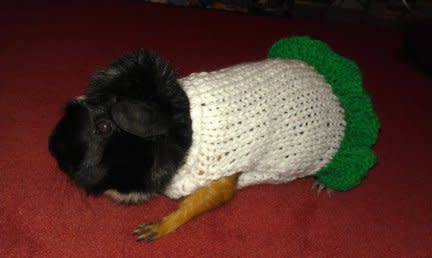 Guinea. Pig. Sweater.