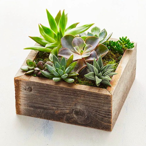 Reclaimed Wood Succulent Garden