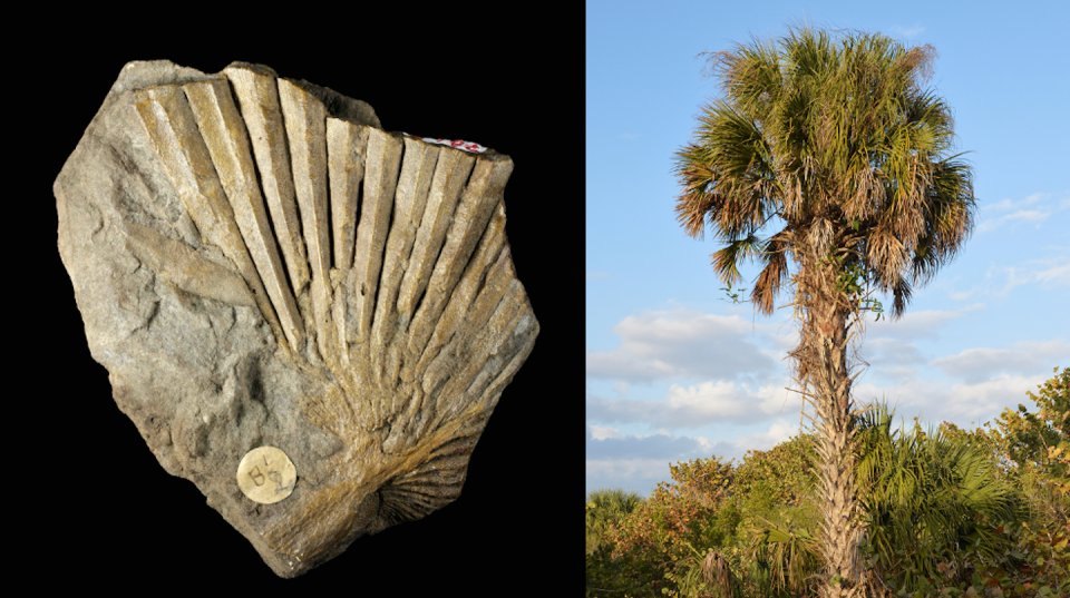 Un fossile de palme retrouvé dans le Bassin parisien et provenant de l’Éocène (gauche). À droite, un palmier Sabal — un analogue actuel — pris en photo en 2023 en Floride. <a href="https://www.inaturalist.org/observations/193524095" rel="nofollow noopener" target="_blank" data-ylk="slk:Cédric Del Rio (MNHN) et ryanhodnett, iNaturalist;elm:context_link;itc:0;sec:content-canvas" class="link ">Cédric Del Rio (MNHN) et ryanhodnett, iNaturalist</a>, Fourni par l'auteur