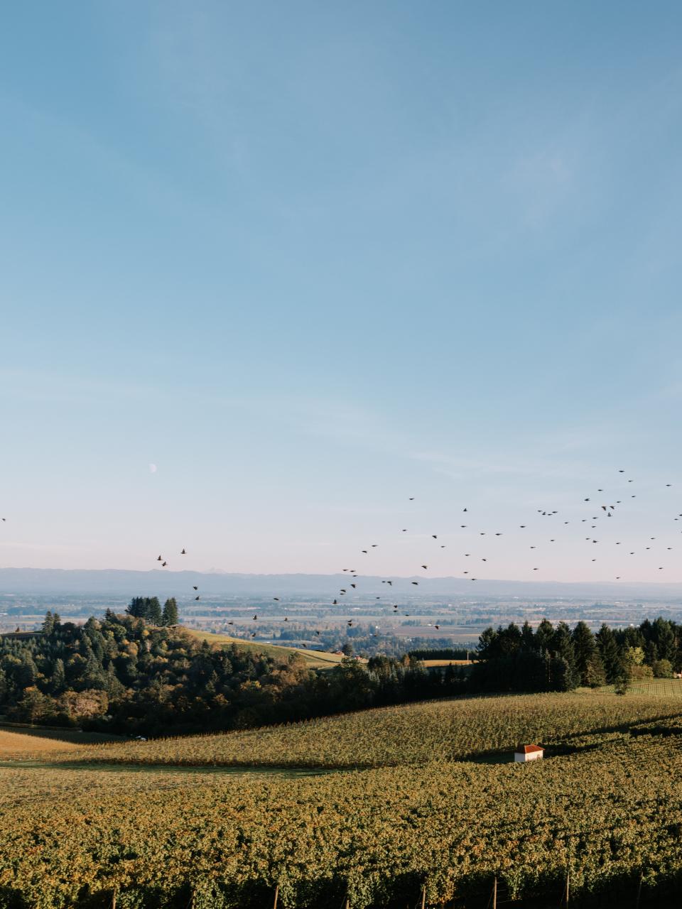 CJ McCollum and Elise Esposito’s Wedding Was an Intimate Affair in Oregon Wine Country