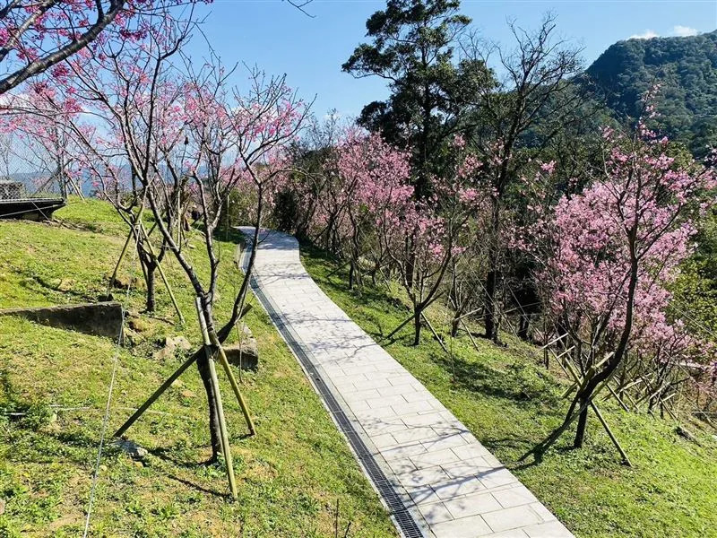 指南風景區櫻花綻放。（圖／北市府提供）