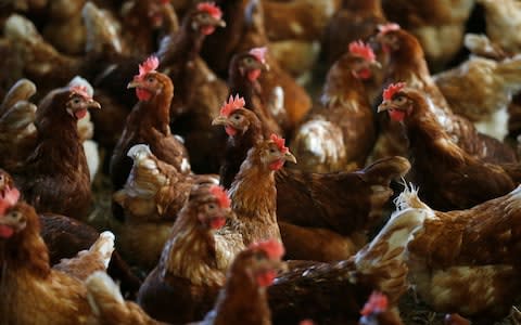 Poultry producers are warning the CO2 shortage could impact supply - Credit: FRANCOIS LENOIR