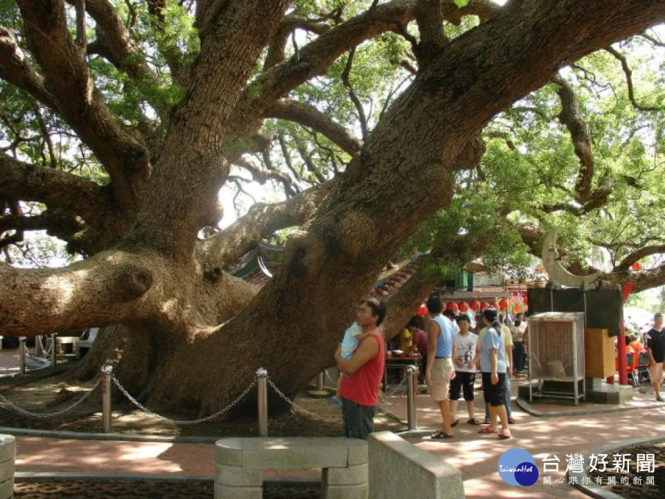 后里區公所策畫推出千年大樟公等觀光景點，讓暑假遊客到后里消費，也看看地方有觀光實力的景點特色。（記者陳榮昌攝）