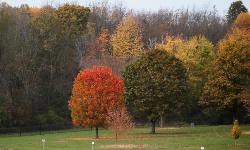 A tree holds its color near the shore of Silver Creek Lake at Silver Creek Metro Park in Norton.