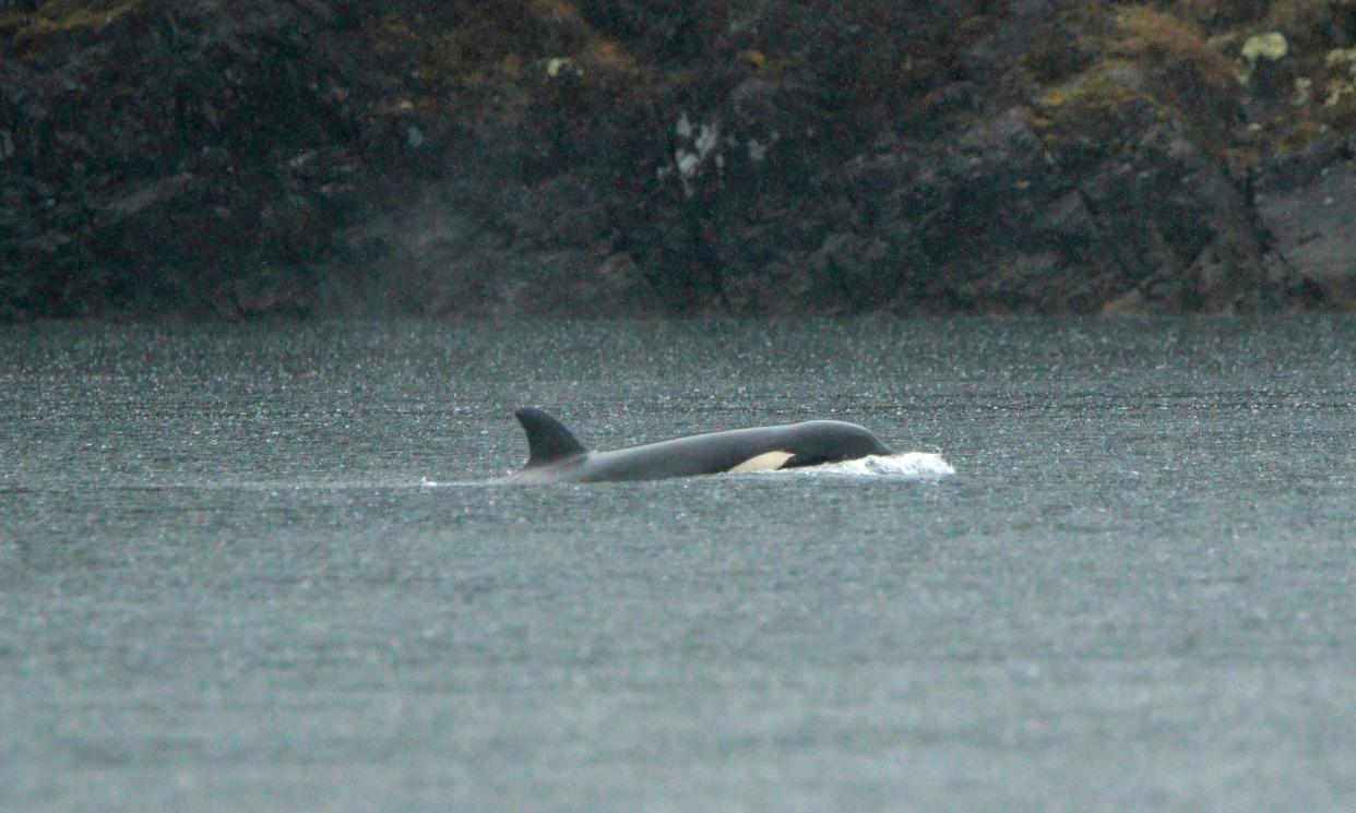 <span>The orphaned orca calf in the lagoon near Zeballos on Vancouver Island.</span><span>Photograph: Chad Hipolito/AP</span>