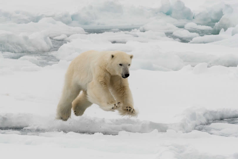 北極熊的透明毛髮，在陽光及冰層的反射下，看起來像是白色。（圖／達志／美聯社）