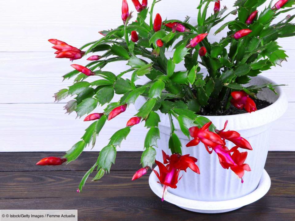 Cactus de Noël : comment entretenir et faire refleurir le Schlumbergera ?