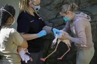 Zookeepers perform a routine examination of flamingos at the Oakland Zoo in Oakland, Calif., on April 14, 2020. Zoos and aquariums from Florida to Alaska are struggling financially because of closures due to the coronavirus pandemic. Yet animals still need expensive care and food, meaning the closures that began in March, the start of the busiest season for most animal parks, have left many of the facilities in dire financial straits. (AP Photo/Ben Margot)