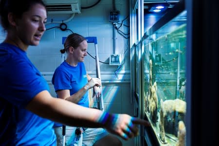 Chief coral scientist Keri O'Neill speaks with staff biologist Emily Williams (L) in front of an aquarium full of Pillar coral (Dendrogyra cylindricus) just a few days before the animals would successfully spawn in an aquarium for the first time at a Flori