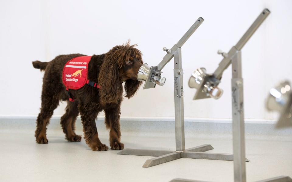 A government-backed initiative was launched in May at the London School of Hygiene and Tropical Medical (LSHTM) to intensively train up three cocker spaniels, two labradors and a labradoodle. - PA