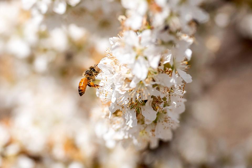 A honeybee gets to work on a blossom at the Gardens on Spring Creek in Fort Collins on April 24.