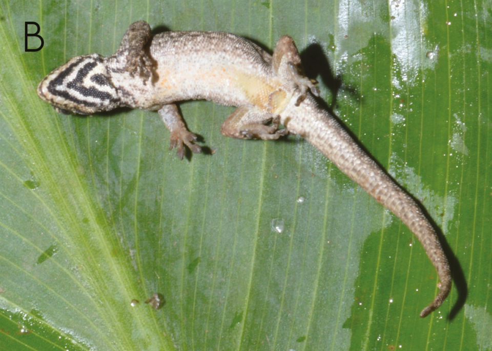 La recién descubierta lygodactylus karamoja, o lagartija karamoja enana en Uganda boca arriba, muestra su vientre..