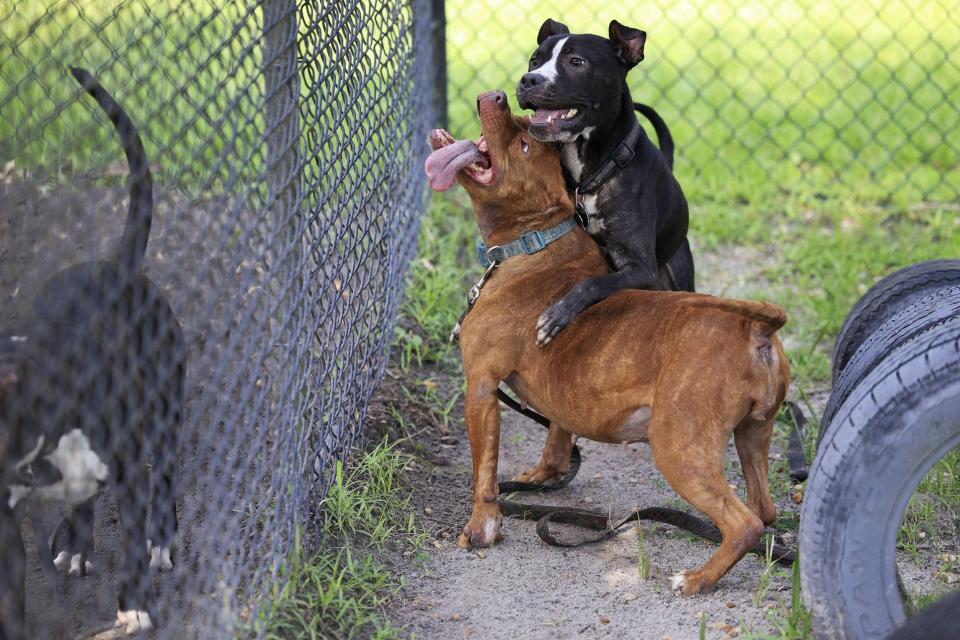 Luca climbs on Miley as the dogs play at Jacksonville Animal Care and Protective Services. Play groups provide socialization and stress relief for the animals.