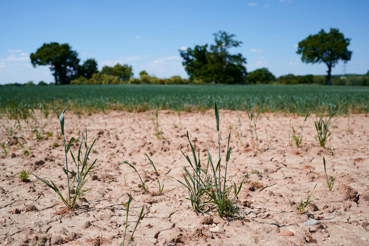 Planting trees could help Europe adapt to droughts, study says (Getty Images/iStockphoto)